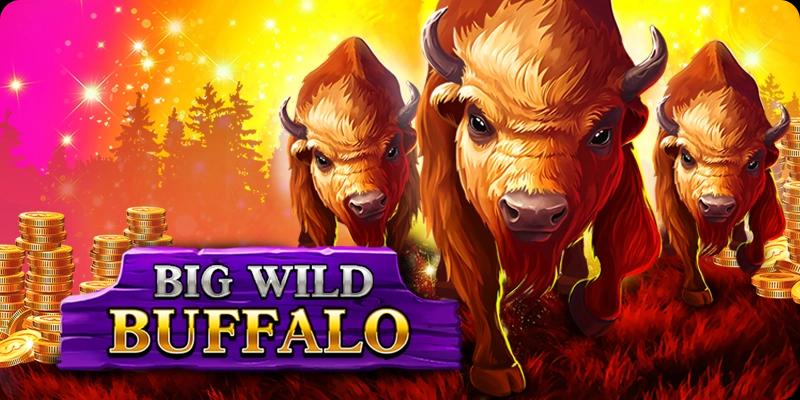 big-wild-buffalo-big-and-wild-wins